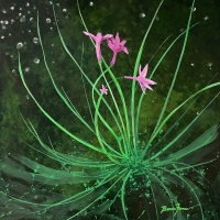 Guild Gallery Spring Exhibit: Awakening