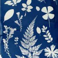 Cyanotype: Printing with the Sun